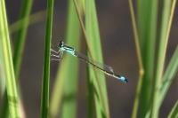 Ischnura elegans