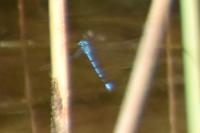 Coenagrion puella