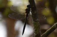 Somatochlora flavomaculata