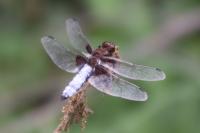 Libellula depressa