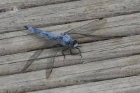 Orthetrum brunneum