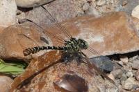 Onychogomphus forcipatus