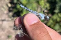 Orthetrum brunneum