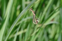Lestes barbarus