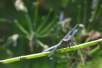Orthetrum coerulescens