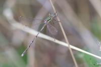 Lestes barbarus