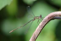 Chalcolestes viridis