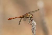 Sympetrum meridionale