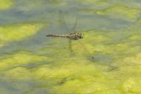 Orthetrum cancellatum