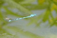 Erythromma lindenii