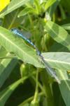 Erythromma lindenii