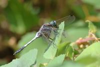 Orthetrum albistylum
