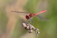 Sympetrum sanguineum