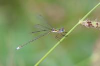 Lestes virens