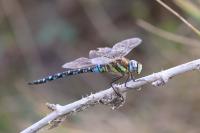 Aeshna mixta