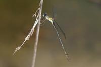 Chalcolestes viridis