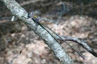 Chalcolestes viridis