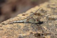 Sympetrum sanguineum