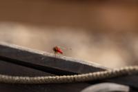 Crocothemis erythraea
