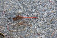 Sympetrum striolatum