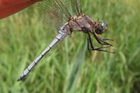 Orthetrum coerulescens