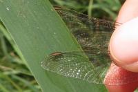 Orthetrum coerulescens