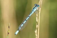 Enallagma cyathigerum