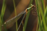 Chalcolestes viridis