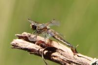 Libellula quadrimaculata