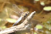 Orthetrum cancellatum