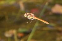 Sympetrum striolatum