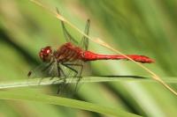 Sympetrum sanguineum