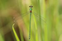 Chalcolestes viridis