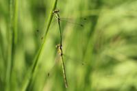 Lestes virens
