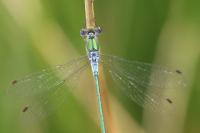 Lestes sponsa
