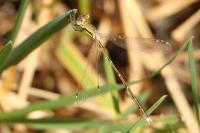 Lestes barbarus