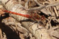Sympetrum striolatum