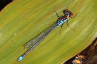 Erythromma viridulum