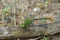 Ophiogomphus cecilia