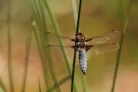 Libellula depressa