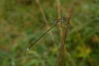 Lestes virens