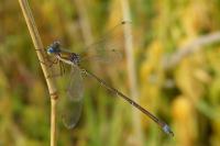 Lestes virens vestalis