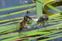 Leucorrhinia caudalis