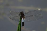 Leucorrhinia caudalis