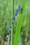 Coenagrion mercuriale