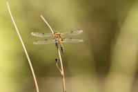 Libellula quadrimaculata