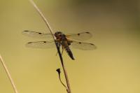 Libellula quadrimaculata