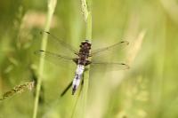 Libellula fulva