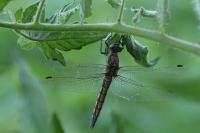 Orthetrum cancellatum