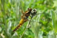 Libellula depressa